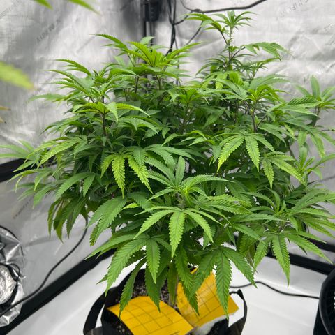 Purple P growlog timeline photo