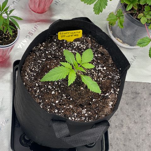 Slurricane Truffles growlog timeline photo
