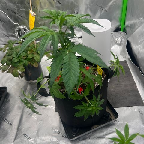 Slurricane Truffles growlog timeline photo