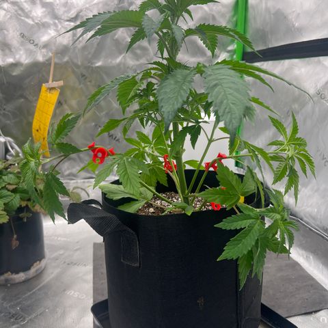 Slurricane Truffles growlog timeline photo