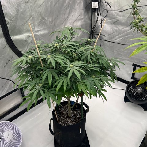 Purple P growlog timeline photo