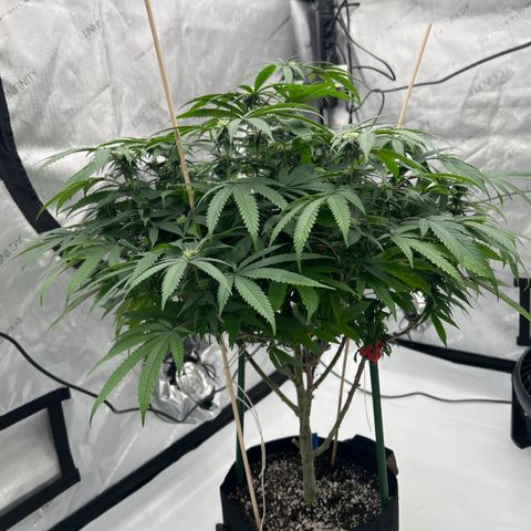 Purple P growlog timeline photo