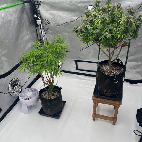 Runtz Muffin growlog timeline photo