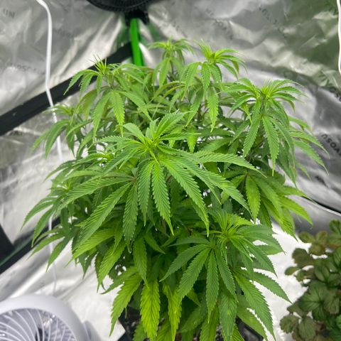Runtz Muffin growlog timeline photo