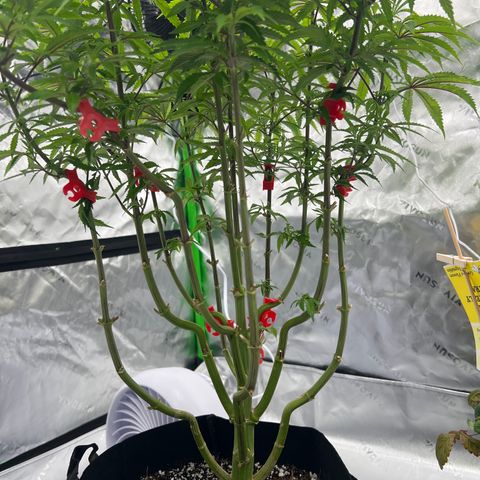 Runtz Muffin growlog timeline photo
