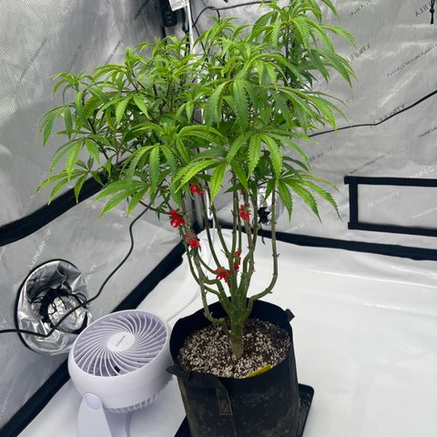 Runtz Muffin growlog timeline photo