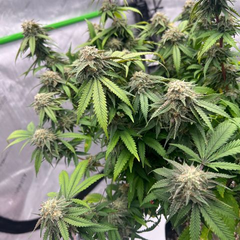 Purple P growlog timeline photo