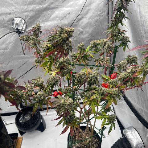 Space Apples growlog timeline photo