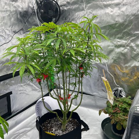 Runtz Muffin growlog timeline photo