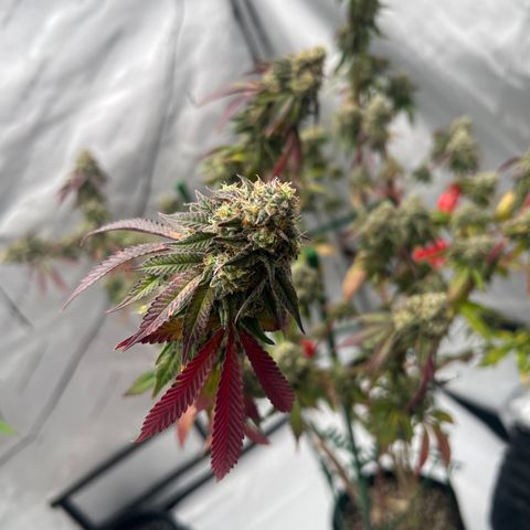 Space Apples growlog timeline photo