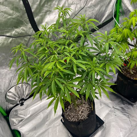 Runtz Muffin growlog timeline photo