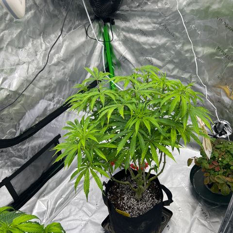 Runtz Muffin growlog timeline photo