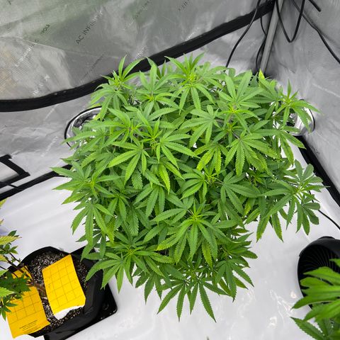 Purple P growlog timeline photo