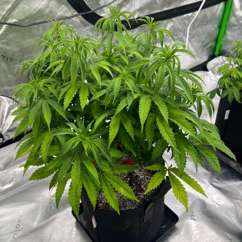 Runtz Muffin growlog timeline photo