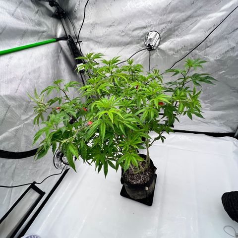 Space Apples growlog timeline photo