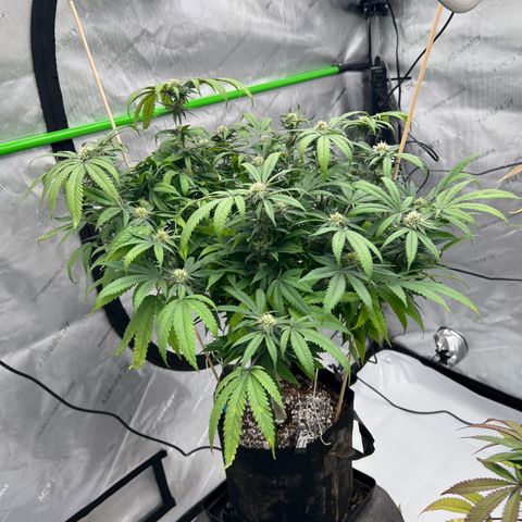 Purple P growlog timeline photo