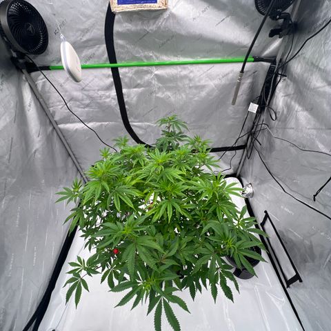 Space Apples growlog timeline photo