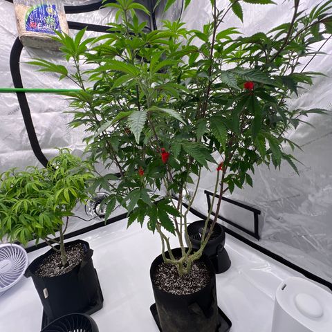 Space Apples growlog timeline photo
