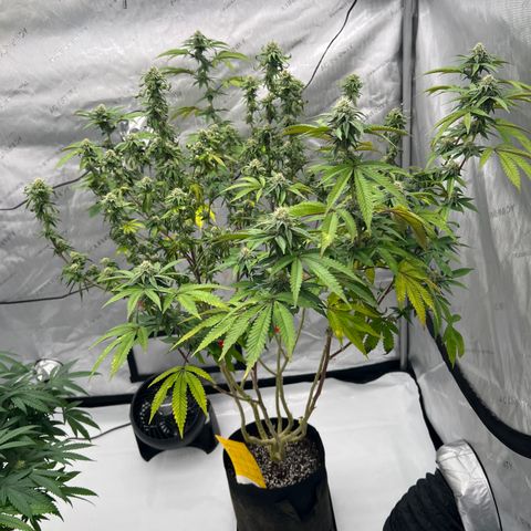 Space Apples growlog timeline photo