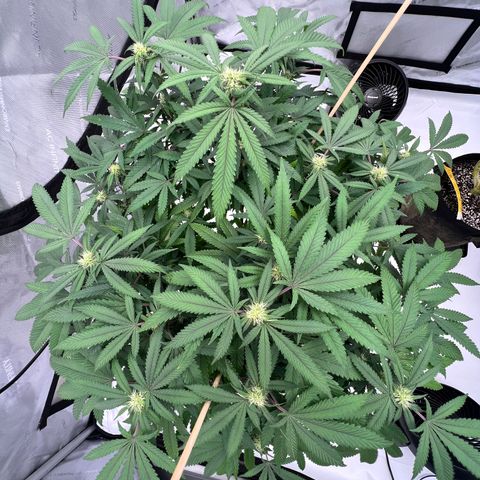 Purple P growlog timeline photo