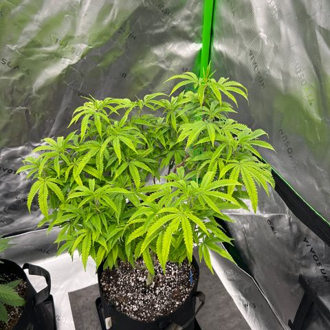 Purple P growlog timeline photo