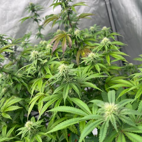 Space Apples growlog timeline photo