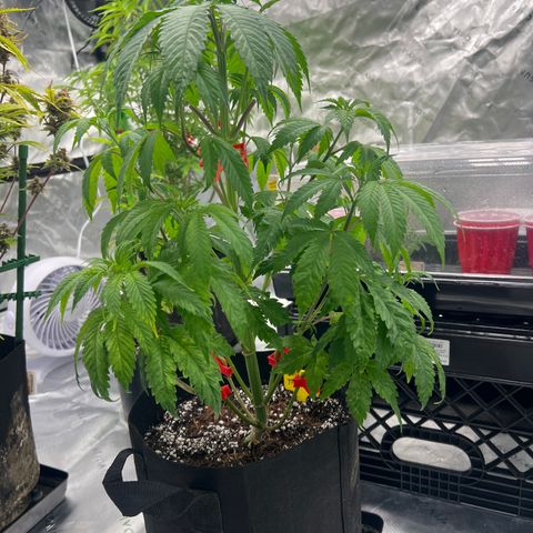 Slurricane Truffles growlog timeline photo