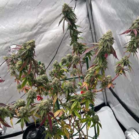 Space Apples growlog timeline photo