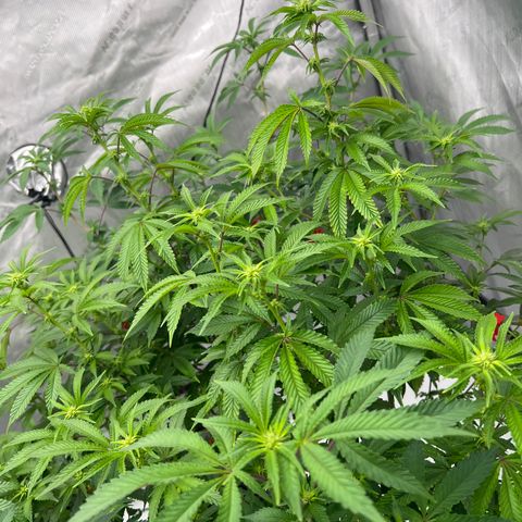 Space Apples growlog timeline photo
