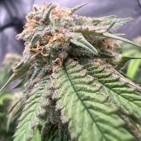Purple P growlog timeline photo