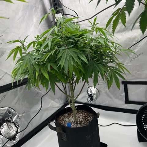 Purple P growlog timeline photo