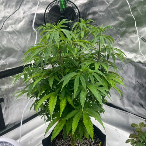 Runtz Muffin growlog timeline photo
