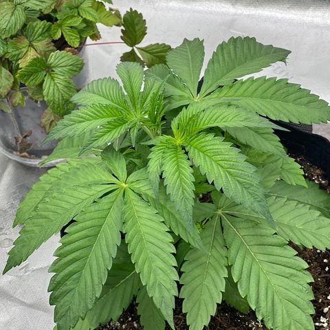 Slurricane Truffles growlog timeline photo