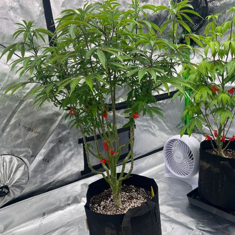 Runtz Muffin growlog timeline photo