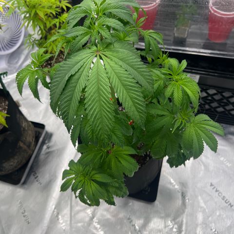 Slurricane Truffles growlog timeline photo