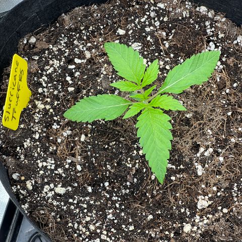 Slurricane Truffles growlog timeline photo