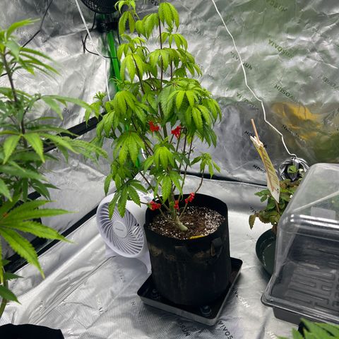 Slurricane Truffles growlog timeline photo