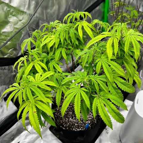 Purple P growlog timeline photo