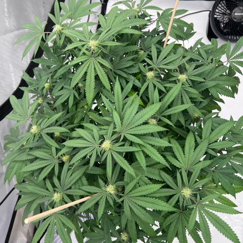 Purple P growlog timeline photo