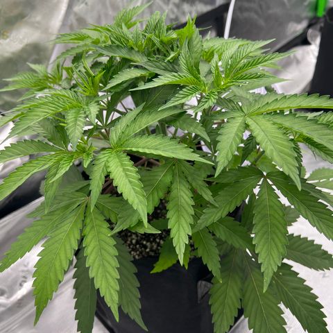 Runtz Muffin growlog timeline photo