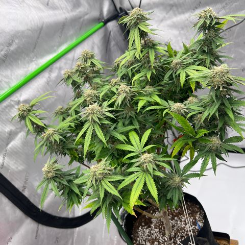 Purple P growlog timeline photo