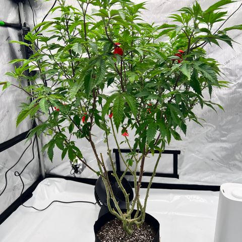 Space Apples growlog timeline photo