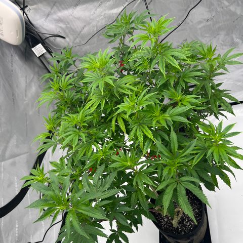 Space Apples growlog timeline photo