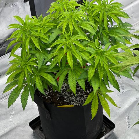 Runtz Muffin growlog timeline photo