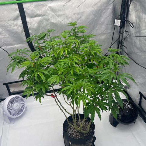 Space Apples growlog timeline photo