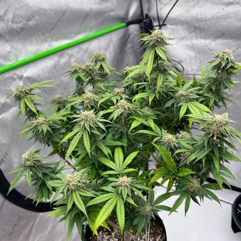 Purple P growlog timeline photo