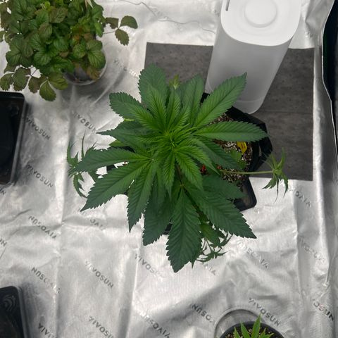 Slurricane Truffles growlog timeline photo