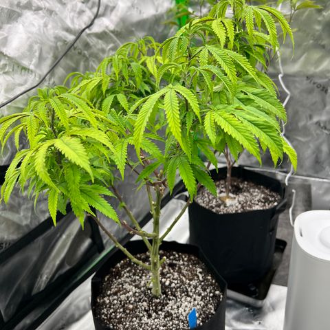 Purple P growlog timeline photo