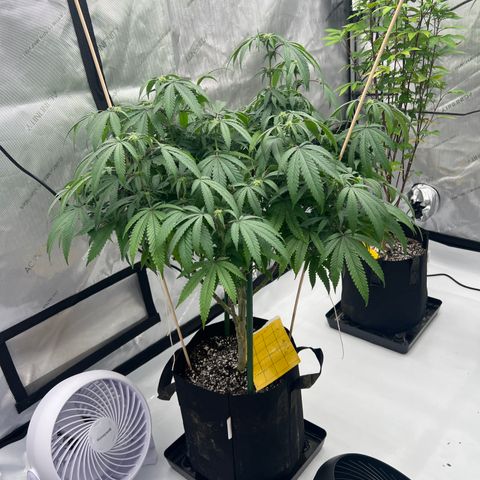 Purple P growlog timeline photo