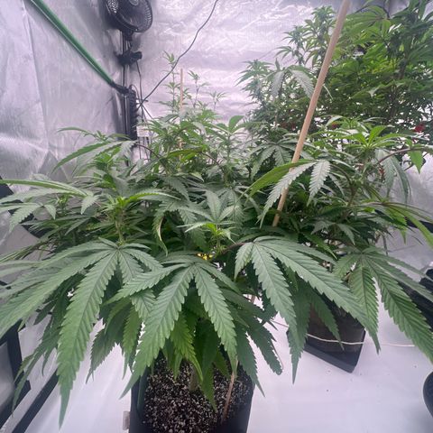 Purple P growlog timeline photo